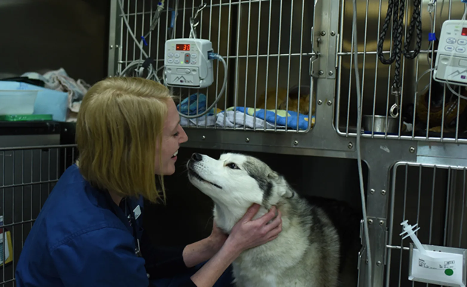A staff member greets a dog in a kennel at VESH